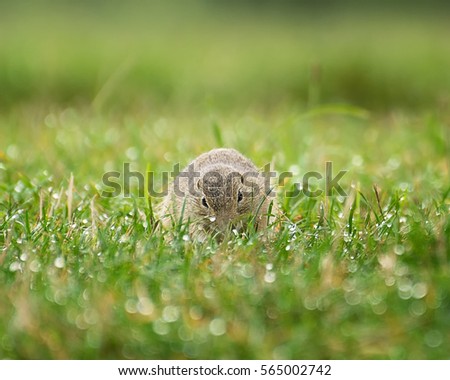 Ground Squirrel in The Dewy Grass