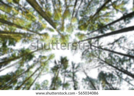 Blurred photo of pine forest in Chiangmai, Thailand.