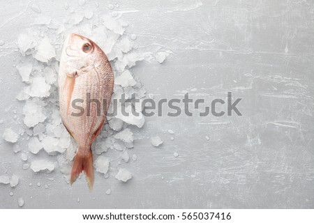 Fresh red Japanese seabream or madai on gray stone background with ice Royalty-Free Stock Photo #565037416