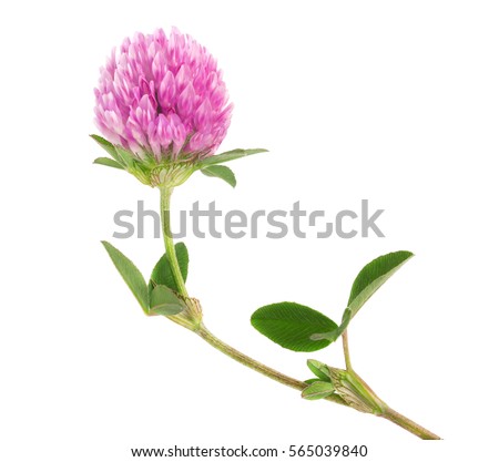Clover flower on a stem with green leaves, isolated on white background Royalty-Free Stock Photo #565039840