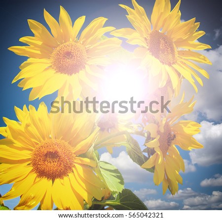 Sunflower Field Under Blue Sunny Sky