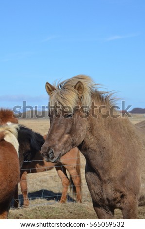 Beautiful blonde mane blowingi in the wind on an Ielandic horse.