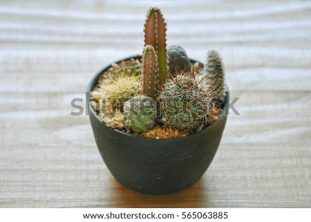 Cactus in small plant pot,select focus