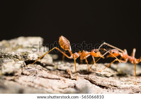 Macro red ant