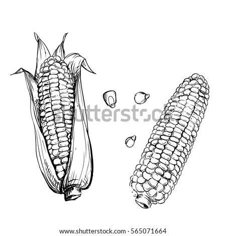 Hand drawn vector illustration set of corn, grain, stalk. sketch. Vector eps 8 Royalty-Free Stock Photo #565071664