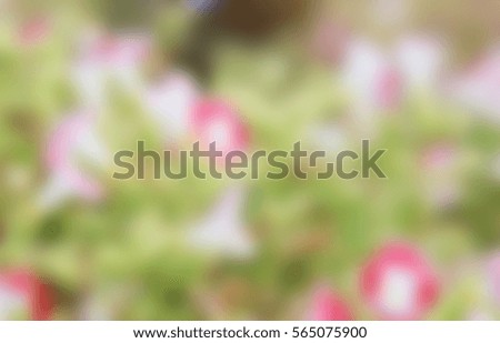 Blurred beautiful flower field abstrack background