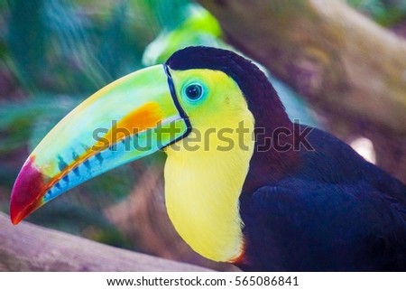 Panamanian Colorful Toucan