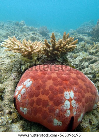 picture of cushion star (Culcita novaeguineae) beside coral (acropora sp.) found within coral reef area in tioman island