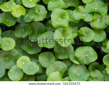drop of water on the pennywort or centella asiatica Royalty-Free Stock Photo #565105675
