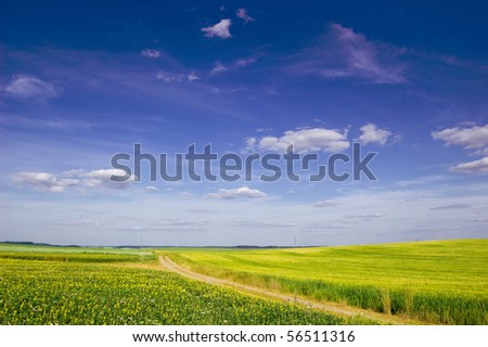 Picture of green field and sky in summer.