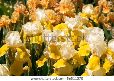 photos are beautiful varietal collection of flowers in the sunlight