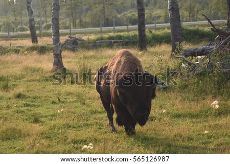 american bison roaming in wilderness park