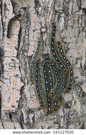 tent caterpillar swam on tree