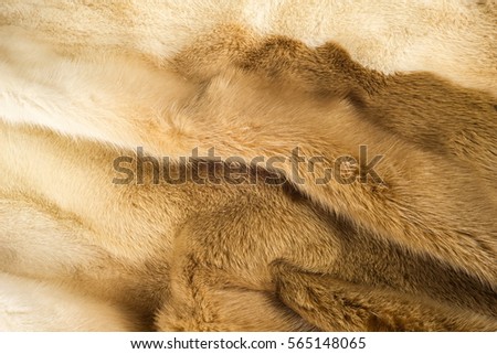 Texture, background. mink fur. Mink coat. Gold color mink fur. a small, semiaquatic, stoatlike carnivore native to North America and Eurasia. The American mink is widely farmed for its fur.