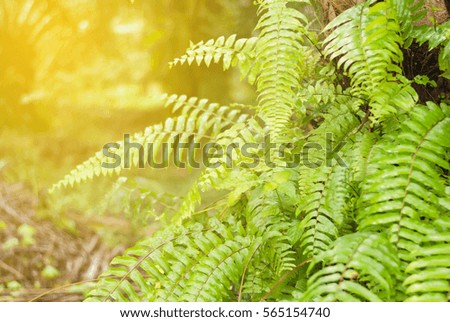 Fresh green fern natural background