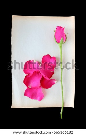 Roses and petals on old brown paper with copy space isolated on black background