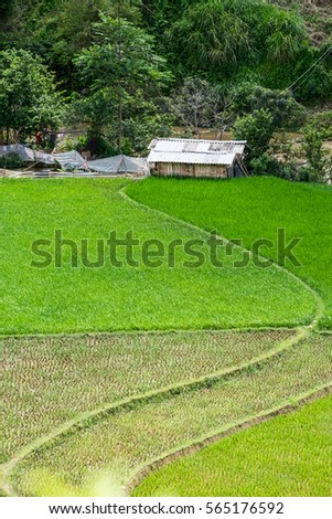 rice terraces and agriculture house and beautiful curve