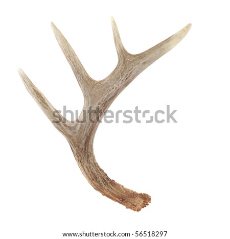 Side View of Whitetail Deer Antlers Isolated on White Royalty-Free Stock Photo #56518297