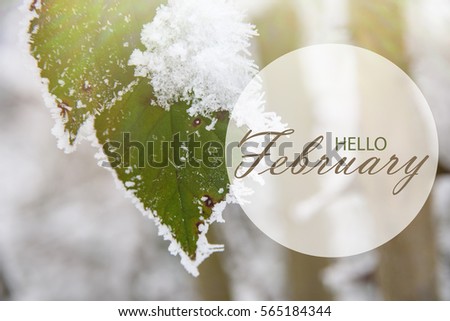 Hello February wallpaper. green leaves of wild rose covered with hoarfrost. Winter background
