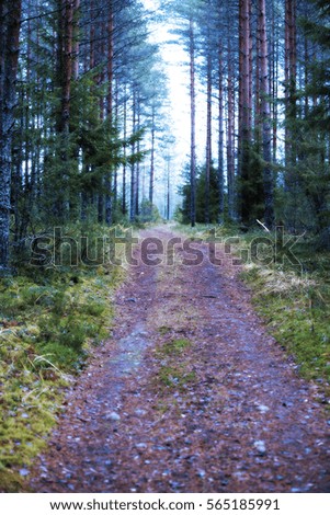 Mystery forest. Narrow road going through the woods. Dramatic colors and contrast. Misty and scary forest.