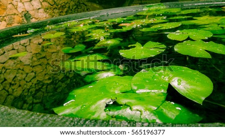 lotus leaves in the pool
