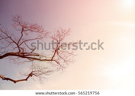 tree branches silhouette without leaves with flare