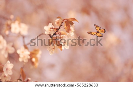 Fruits tree blossom in spring. Closeup photo