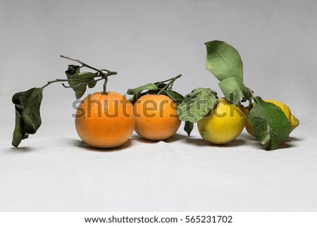 Citrus fruits with green leaves on white background