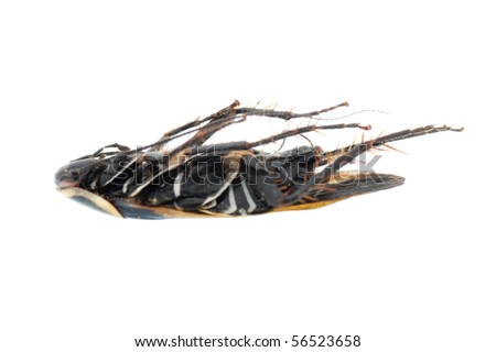 dead black roach