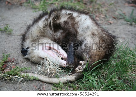 Opossum either dead or playing possum which is pretending to be dead