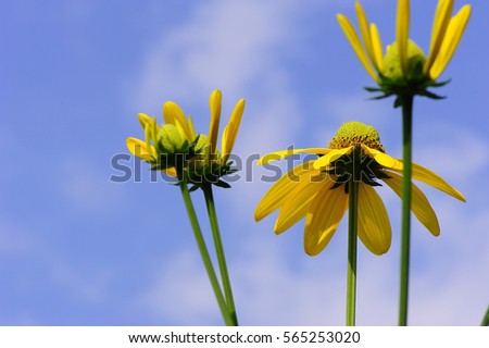 summer background flowers nature / beautiful picture design background flowers in the field 