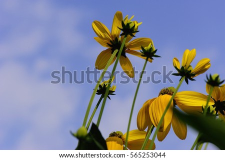 summer background flowers nature / beautiful picture design background flowers in the field 