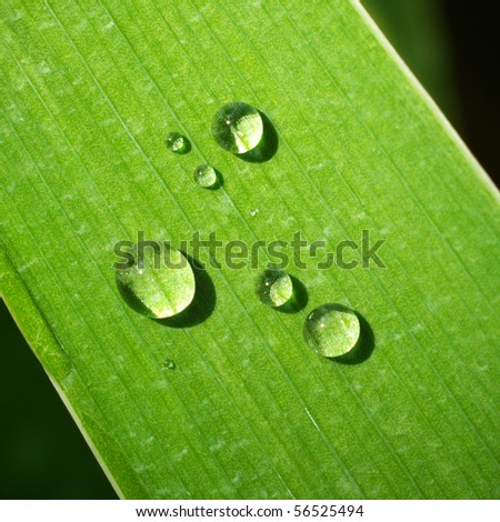 Macro of dew on green leaf. Nature composition.