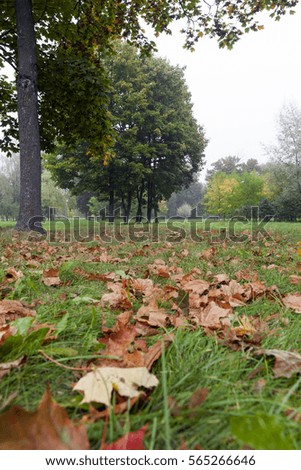  maple trees growing in the park. Photo of the autumn landscape of deciduous trees