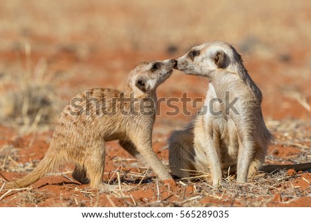 Meerkats couple playing on the sand (Suricata suricatta), Kalahari desert, Namibia