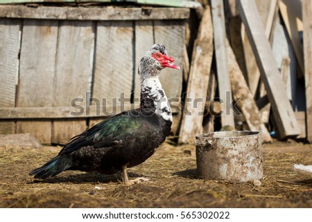Muscovy duck Drake on the farm