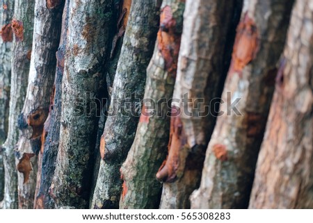 Mangrove wood pile