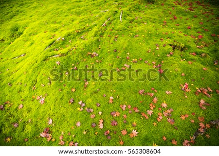 maple leave on moss