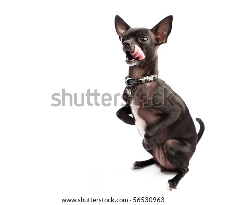 black chihuahua isolated