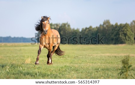 Beautiful horse.