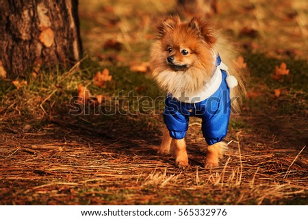Wonderful puppy is staying in the golden forest in autumn time