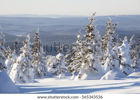 Snow covered forest. Winter landscape. Mountain range Zuratkul