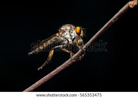 Male Robberfly,(Diptera: Asilidae: Asilinae: Neoitamus: Neoitamus flavofemoratus) descend on a twig isolated with black background with a small fly as its prey diagonally lifting its rear legs
