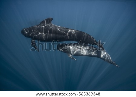 Long finned pilot whale mother and calf (globicephala melas), straits of gibraltar. Royalty-Free Stock Photo #565369348