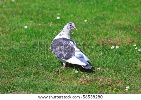 This is a Picture of a Pigeon.