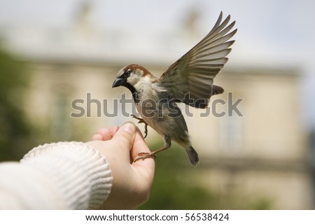 Sparrows Eating Royalty-Free Stock Photo #56538424