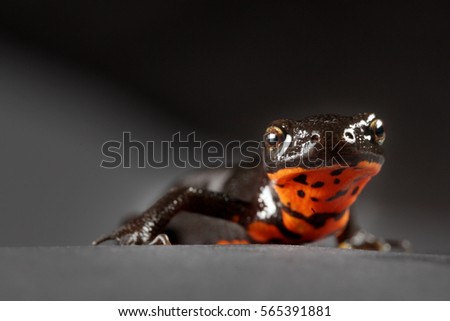 Orange and black triton salamander in studio