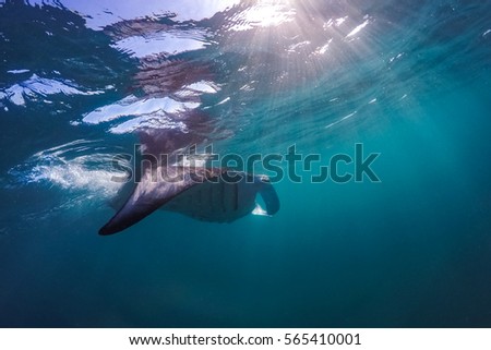 Manta ray filter feeding above a coral reef in the blue lagoon waters with sunlight. Marine life and colorful coral reef in Maldives. 