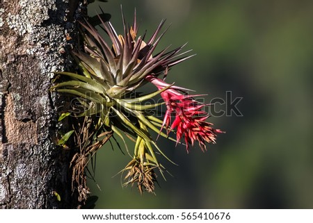 Tropical epiphyte with blossom, Itatiaia, Atlantic Forest, Brazil Royalty-Free Stock Photo #565410676