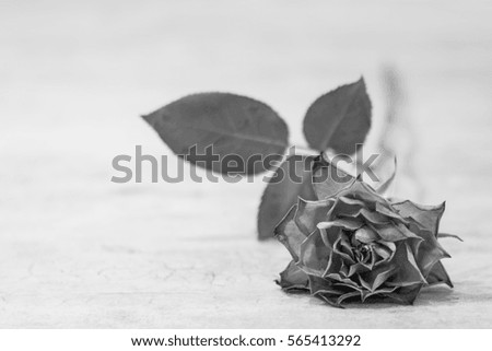 Single dying rose on a background